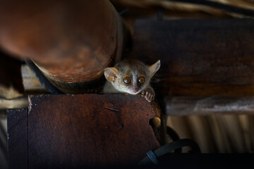 madagascar urban wildlife, lemur in restaurant roof. grey mouse lemur, microcebus murinus, kirindy f