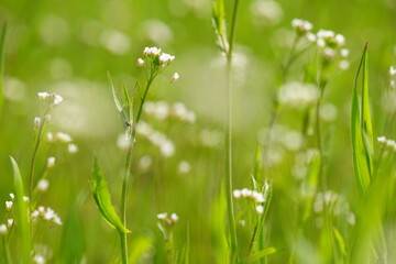 Canvas Print - Wild white flowers grow in spring green grass