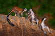 Madagascar wildlife, monkey two young.  Ring-tailed Lemur, Lemur catta family, cub on the back. Animal from Madagascar, Africa, orange eyes. Evening light sunset,  Anja Nature Park