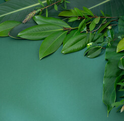 Wall Mural - tropical green  leaves on green background