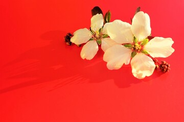 Canvas Print - Almond tree white flower on a red sunny table