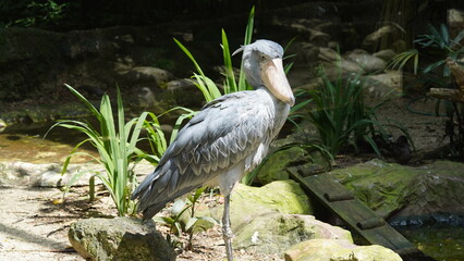 Wall Mural - Shoebill|Shoe-billed stork|Balaeniceps rex|鯨頭鸛