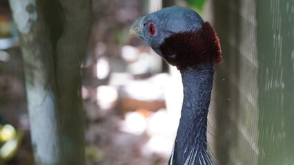 Wall Mural - Acryllium vulturinum, commonly known as the vulturine guineafowl, is a large and striking species of guineafowl found in East Africa. It is a member of the family Numididae|鹫珠鸡|鷲珠雞