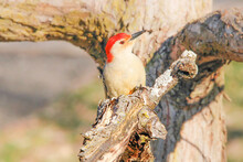 Red-bellied Woodpecker In A Tree