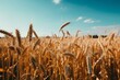 Golden wheat field at late summer harvest with blue sky background. Generative AI