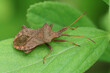 Closeup on a brown dock bug, Coreus marginatus sitting on a green leaf