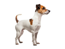Jack Russell Terrier Dog Standing, Side View, Isolated On Transparent Background, Generative AI
