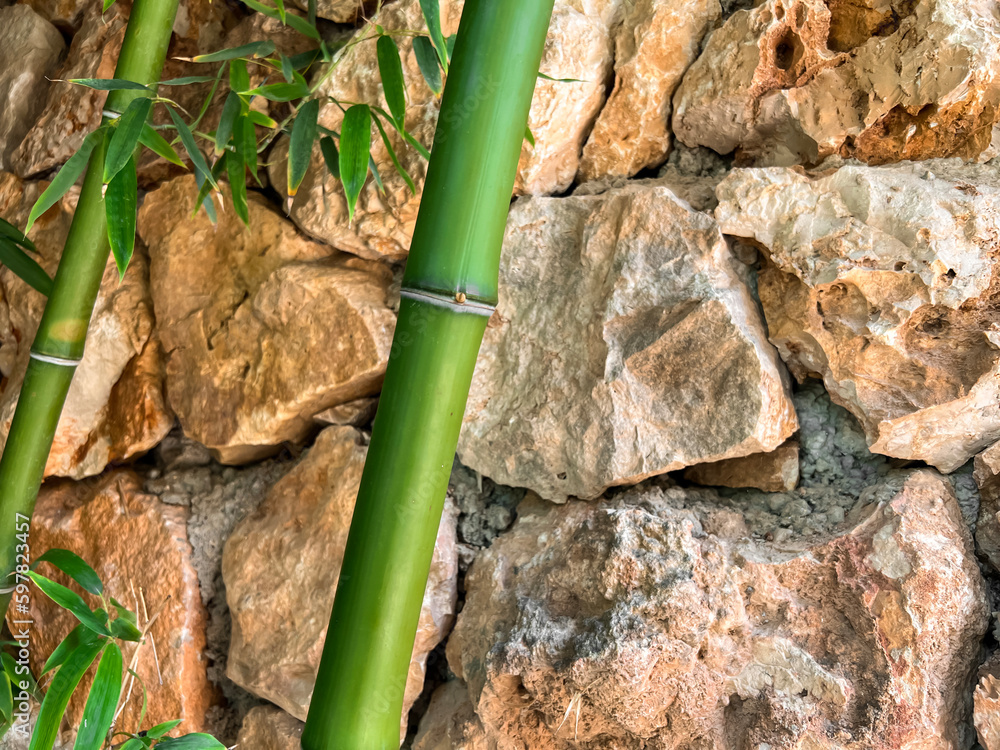 Bamboo stems near stones, closeup