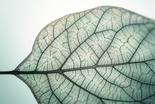 Delicate Skeleton Leaf With Pale Green Veins And Cells, Digitally Illustrated. Generative AI