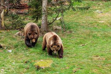 Wall Mural - male brown bear (Ursus arctos) couple crossing the clearing