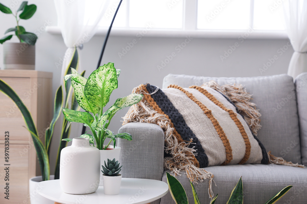 Green houseplants on table in living room, closeup