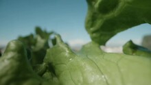 Lettuce Leaves Under The Sun And Blue Sky. Dolly Slider Extreme Close-up.