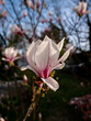 Wiosenne kwiaty magnolii 