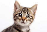Fototapeta Koty - Small cute funny kitten with big eyes and attentive gaze on white isolated background.  AI generation