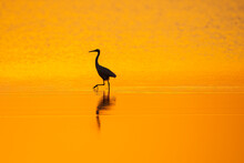 An Egret Wading Through The Water With A Beautiful Orange Tint Of The Sunset Inside Wild Ass Sanctuary In Gujarat