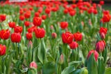 Fototapeta Tulipany - Beautiful red tulips on spring day, closeup
