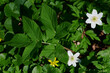 Zawilce białe i żółte, barwinek, kaczeńce, sasanka, szczawik zajęczy, kwiatki białe, niebieskie, fioletowe. Wiosna, wszystko kwitnie.