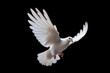 © CreativeChaos - white dove isolated on black
