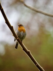 Poster - Robin perched on a tree 