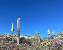 Saguaro Cactus Blue Sky Arizona