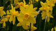 Narcyzy (Narcissus) - żółte wiosenne kwiaty. 