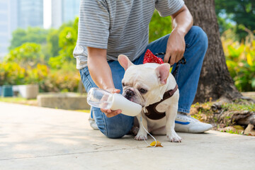 asian man giving water to french bulldog breed during walking together at pets friendly dog park. do