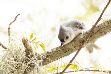 a juvenile tufted titmouse (baeolophus bicolor), a cute little songbird. (my tentative assumption is