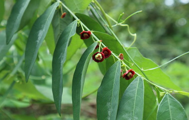 View of the flowers and developing fruits with leaves of a Sweet Leaf plant