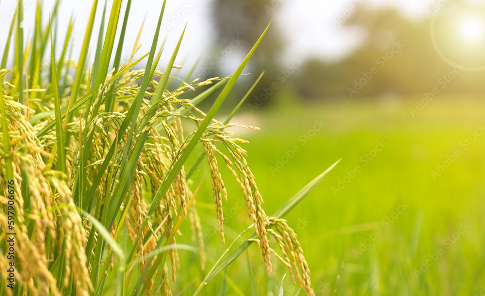 Yellow Rice Fild light yellow rice fields Stock Photo | Adobe Stock