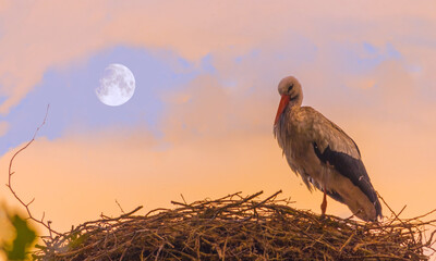 storks in the nest