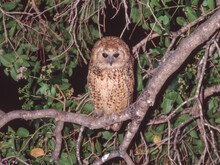 Pel's Fishing Owl In Botswana