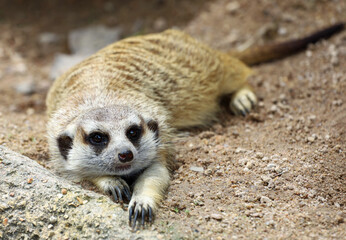 Wall Mural - The Suricata suricatta or meerkat is sit down and rest on sand floor