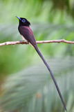 Fototapeta Zwierzęta - long tail bird living in beautiful environment garden, japanese paradise-flycatcher