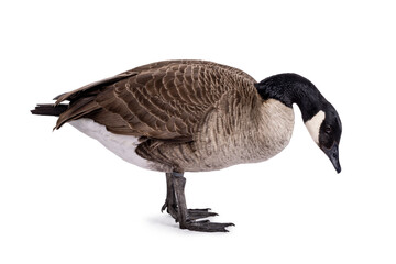 Poster - Small Canadian Goose, standing side ways. Head bowed down towards ground. Isolated on a white background.