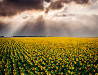 Wall Mural - Summer day with yellow sunflowers from a bird's eye view. Ukraine, Europe.