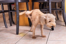Male Poodle Pet Dog Pee Urinate Inside Home Onto Furniture To Mark Territory.