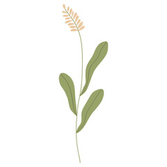 Wall Mural - Vector illustration of field grass, flower, dry in flat style, isolated on a white background