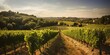 © AkimD - AI Generated. AI Generative. Vineyard at South France provence. WIne plant garden harvest. Romantic relax chill vibe. Graphic Art