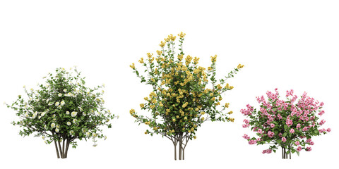 Nature Unleashed Beautiful Transparent flower Plant Cut-Outs