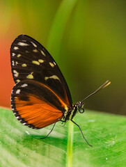 Wall Mural -  tarricina longwing butterfly, (Tithorea tarricina), with closed wings, on a green leaf