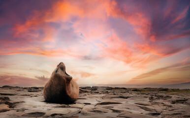 Wall Mural - portrait of a southern elephant seal at sunset