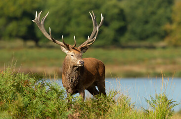 Wall Mural - Red deer stag standing in bracken near a pond