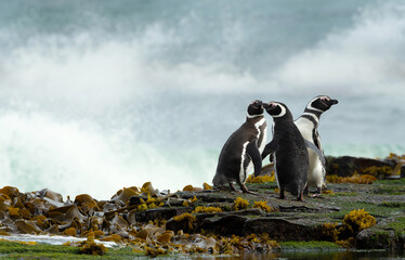 Wall Mural - group of magellanic penguins on the beach