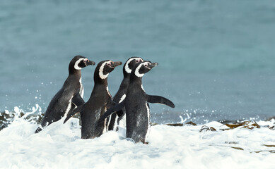 Wall Mural - group of magellanic penguins in water