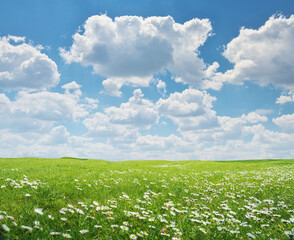 Wall Mural - Beautiful camomile meadow at day.