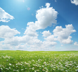 Wall Mural - Beautiful camomile meadow at day.