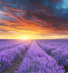 Wall Mural - Meadow of lavender at sunset.