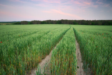 Wall Mural - Meadow of wheat.