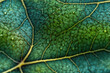 canvas print picture - Nahtlos wiederholendes Muster - Grünes Blatt im makrofotografischen Stil - Nahaufnahme