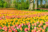 Fototapeta Tulipany - Beautiful Keukenhof Garden with blooming tulips, Holland. Selective focus